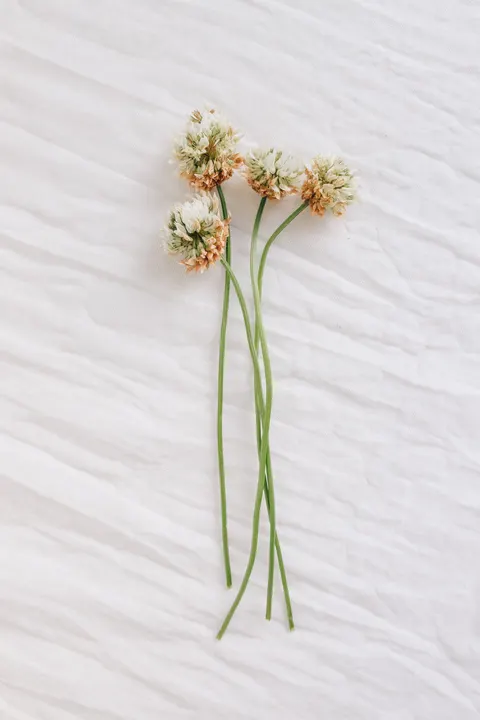 White Blooms Phone Wallpaper · petals · 1440×2160