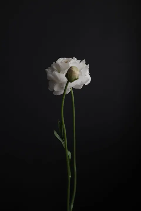 White Blooms Phone Wallpaper · petals · 1440×2160