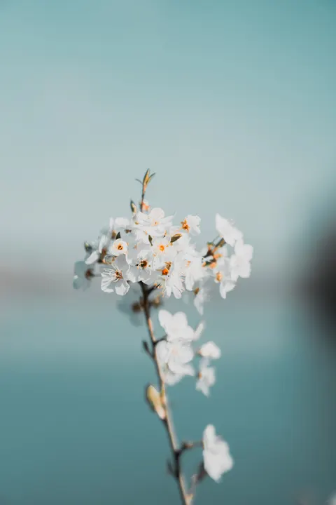 White Blooms Phone Wallpaper · petals · 1440×2160