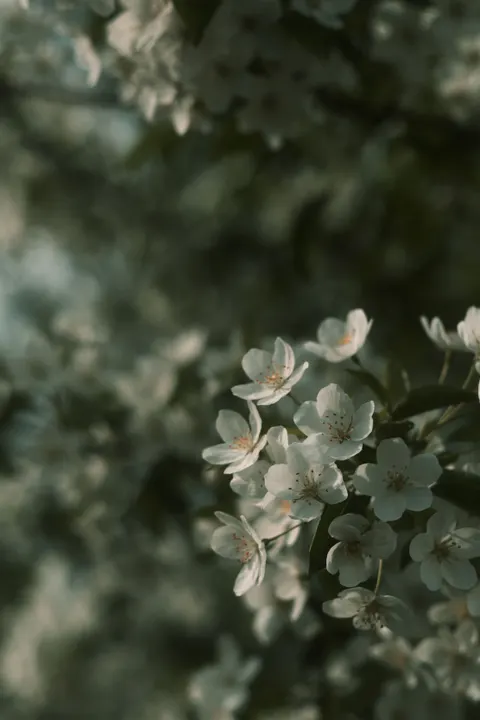 White Blooms Phone Wallpaper · petals · 1440×2160