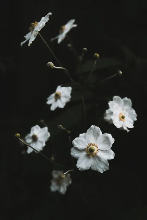 White Blooms Phone Wallpaper · petals · 1440×2160