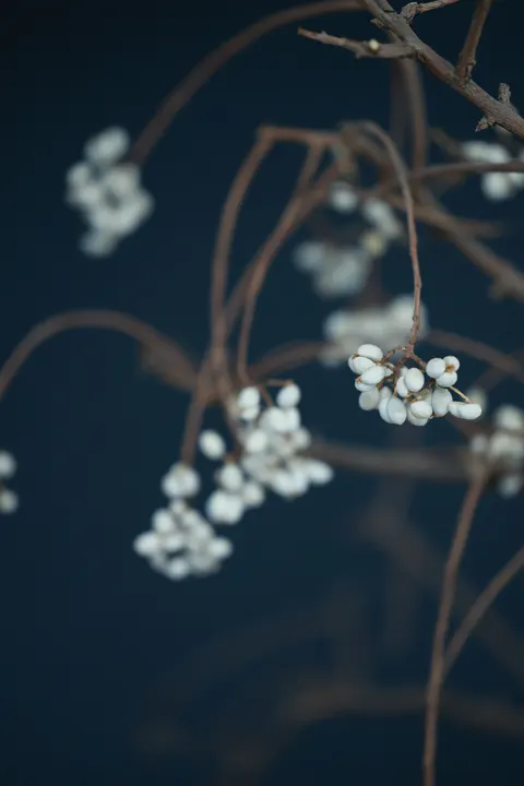 White Blooms Phone Wallpaper · petals · 1440×2160