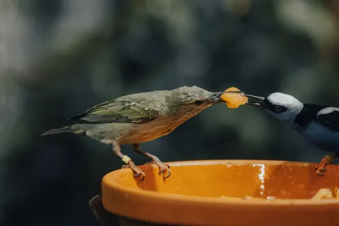 Tropical Bird 4K Wallpaper · animals · 3840×2560