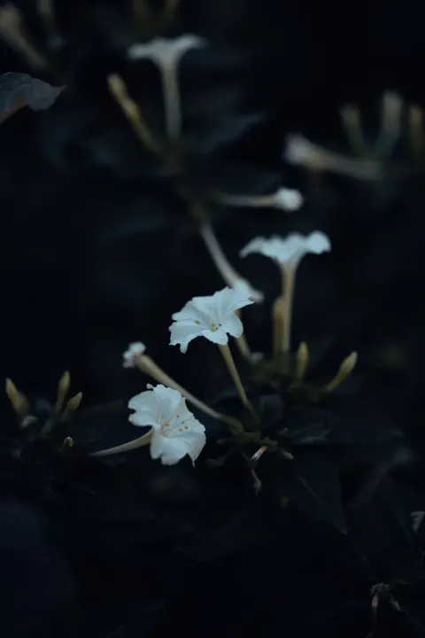 White Blooms Phone Wallpaper · petals · 1440×2160