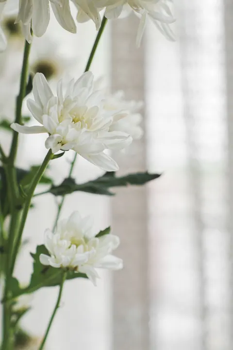 White Blooms Phone Wallpaper · petals · 1440×2160