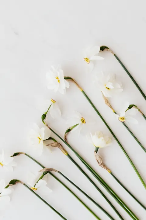 White Blooms Phone Wallpaper · petals · 1440×2160
