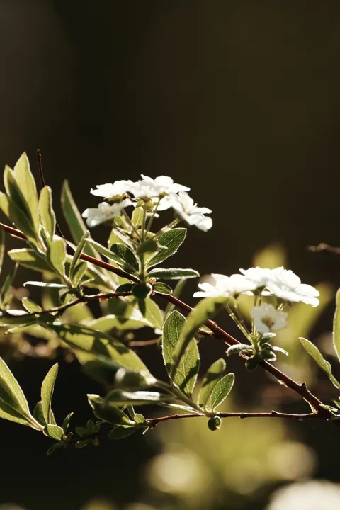 White Blooms Phone Wallpaper · petals · 1440×2160