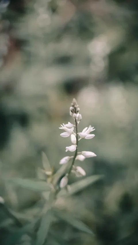 White Blooms Phone Wallpaper · petals · 1440×2560