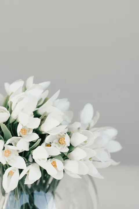 Fond d'écran mobile Fleurs Blanches · petals · 1440×2160