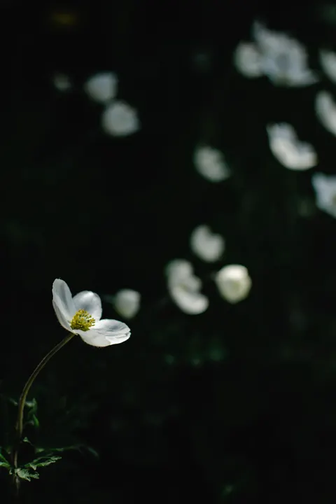 White Blooms Phone Wallpaper · petals · 1440×2160