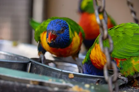 उष्णकटिबंधीय पक्षी 4K वॉलपेपर · animals · 3840×2561