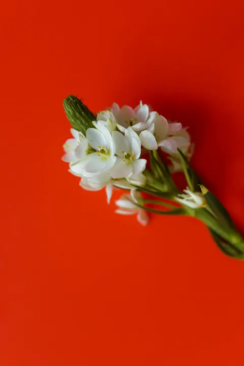White Blooms Phone Wallpaper · petals · 1440×2160