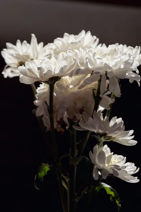 White Blooms Phone Wallpaper · petals · 1440×2160