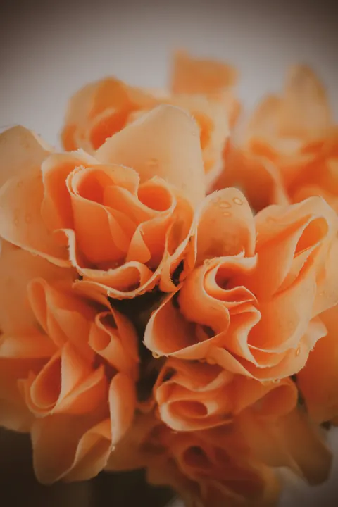 Petals Phone Wallpaper · petals · 1440×2160