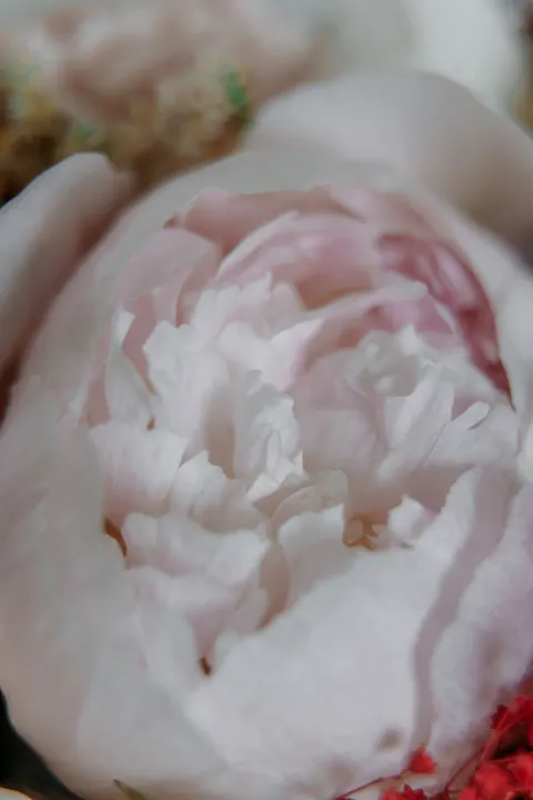Petals Phone Wallpaper · petals · 1440×2160