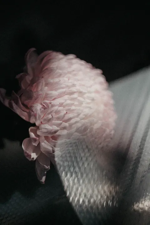 Petals Phone Wallpaper · petals · 1440×2157