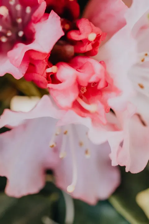 Petals Phone Wallpaper · petals · 1440×2160