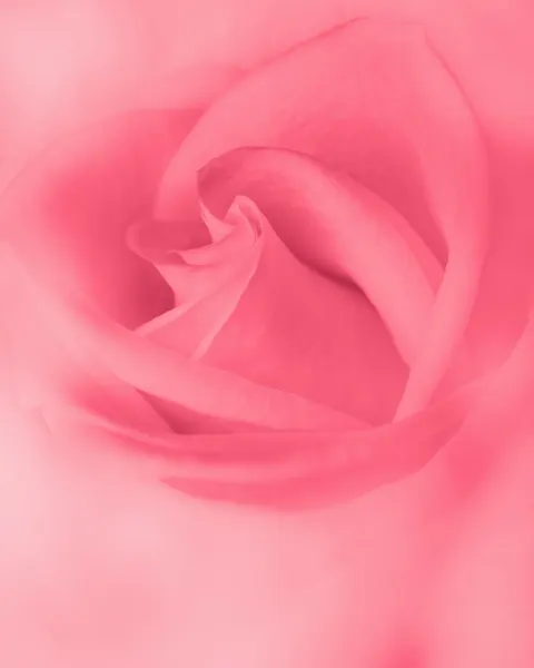 Petals Phone Wallpaper · petals · 1440×1800