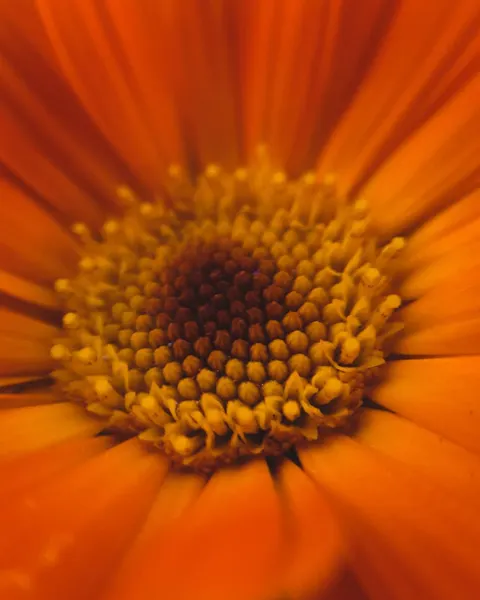 Petals Phone Wallpaper · petals · 1440×1800