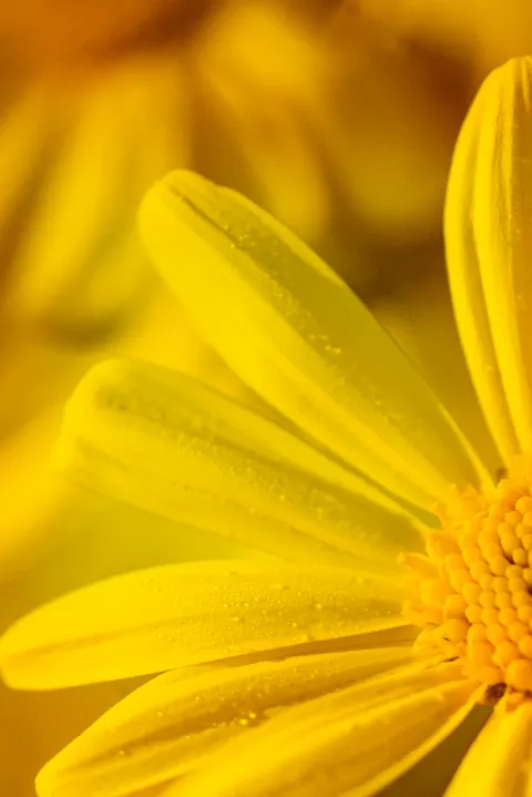 Petals Phone Wallpaper · petals · 1440×2158