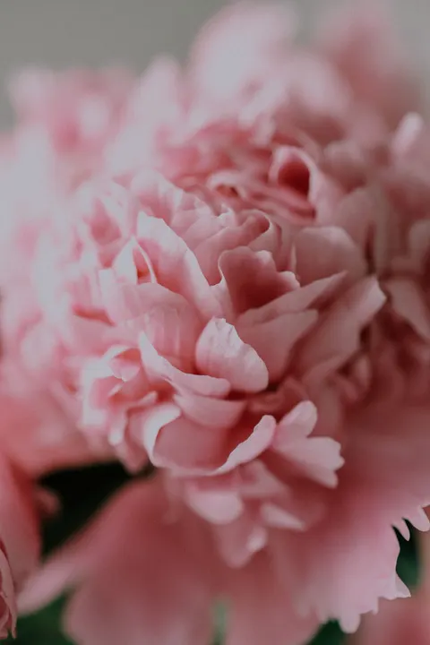 Petals Phone Wallpaper · petals · 1440×2160