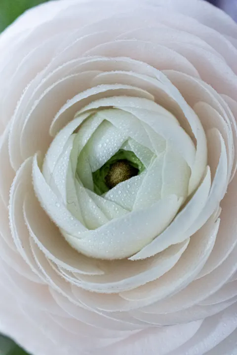 Petals Phone Wallpaper · petals · 1440×2160