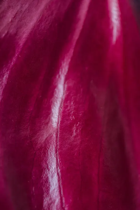 گلبرگ‌ها والپیپر موبایل · petals · 1440×2160