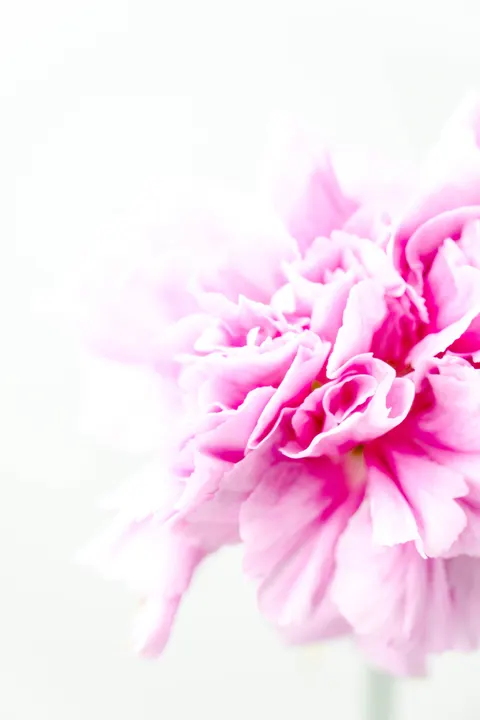 Petals Phone Wallpaper · petals · 1440×2160