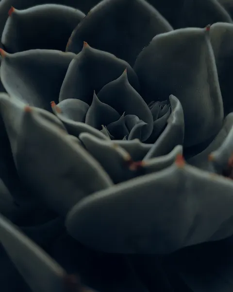 Petals Phone Wallpaper · petals · 1440×1800