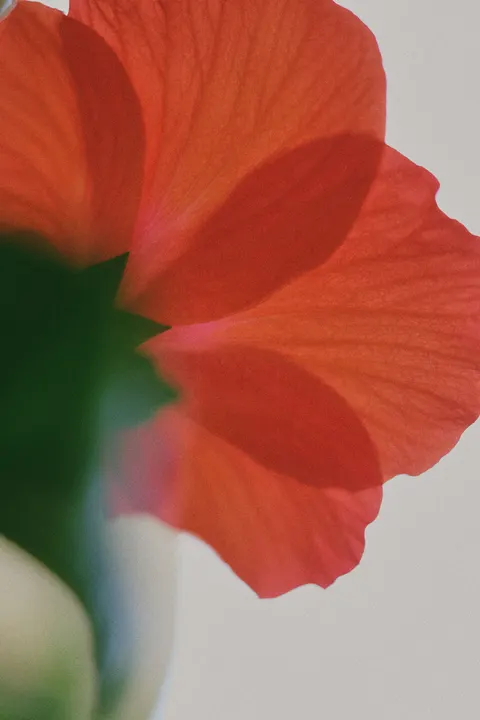 Petals Phone Wallpaper · petals · 1440×2160