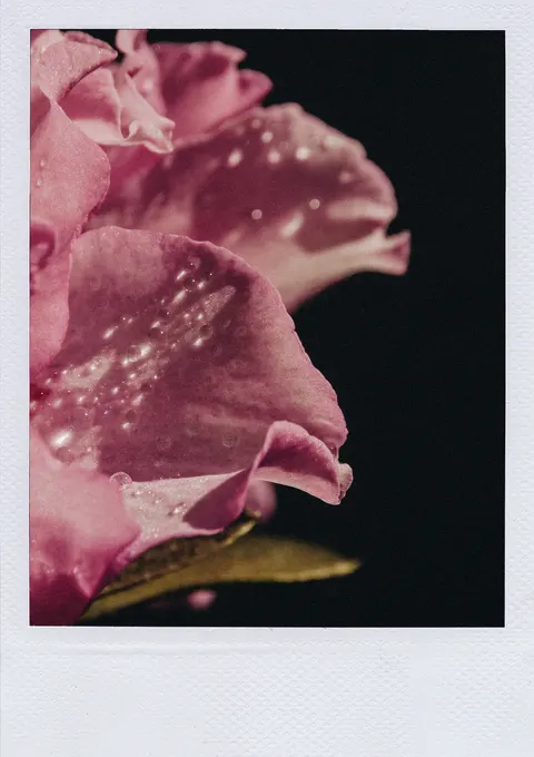 Petals Phone Wallpaper · petals · 1440×2039
