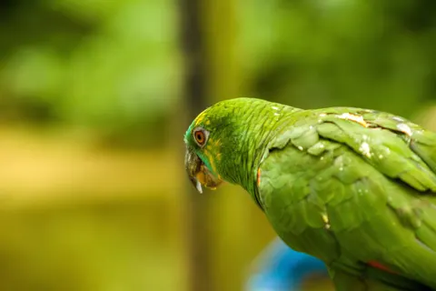 Fondo de pantalla Ave Tropical 4K · animals · 3840×2560