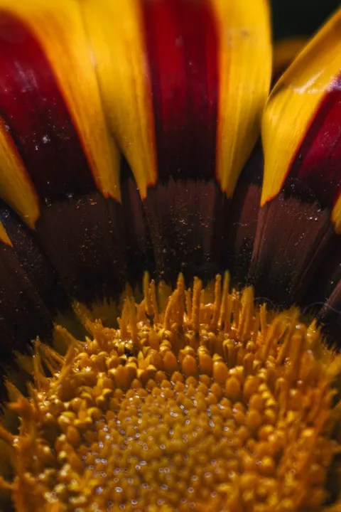 Petals Phone Wallpaper · petals · 1440×2160