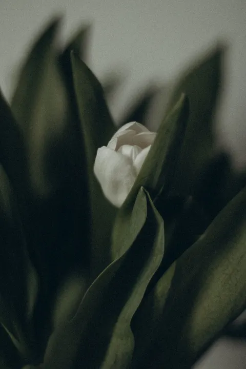 Petals Phone Wallpaper · petals · 1440×2160