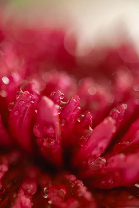 Petals Phone Wallpaper · petals · 1440×2164