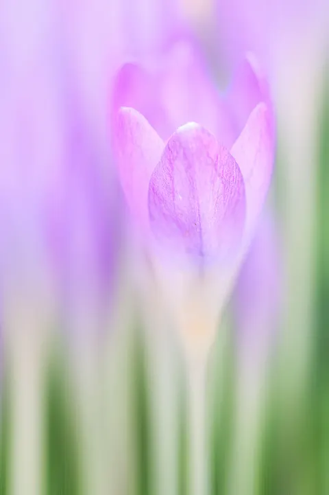 Petals Phone Wallpaper · petals · 1440×2164