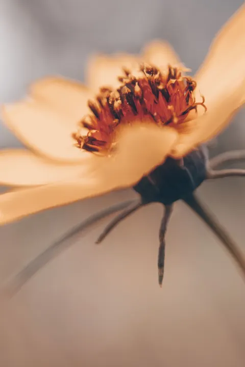 Petals Phone Wallpaper · petals · 1440×2160