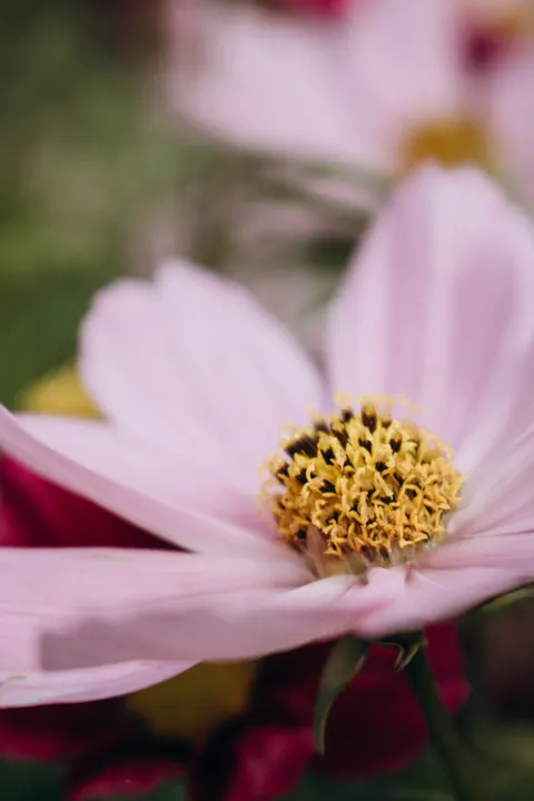 Petals Phone Wallpaper · petals · 1440×2160