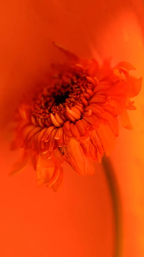 Petals Phone Wallpaper · petals · 1440×2561