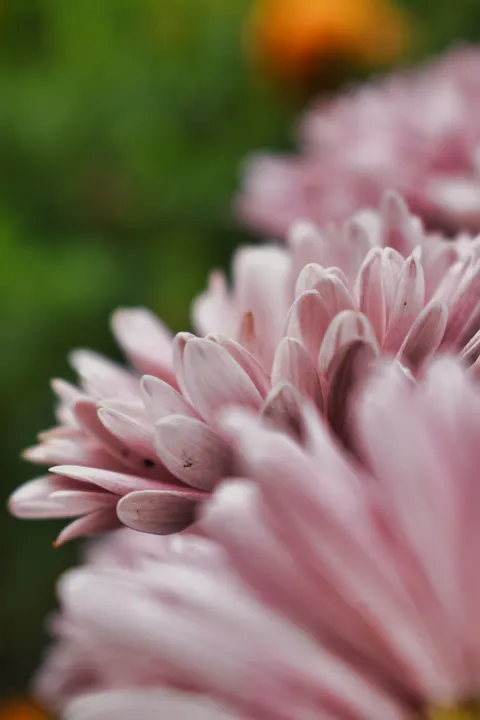 Petals Phone Wallpaper · petals · 1440×2160