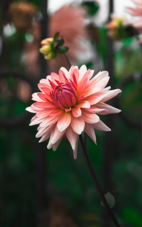 Petals Phone Wallpaper · petals · 1440×2298