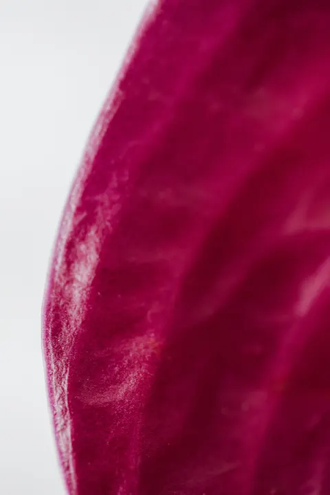 Petals Phone Wallpaper · petals · 1440×2160