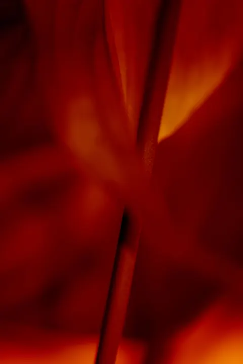 Petals Phone Wallpaper · petals · 1440×2160