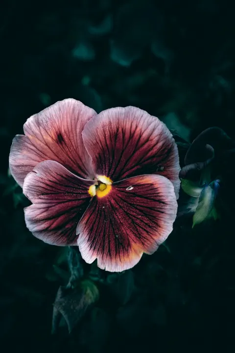 Petals Phone Wallpaper · petals · 1440×2160