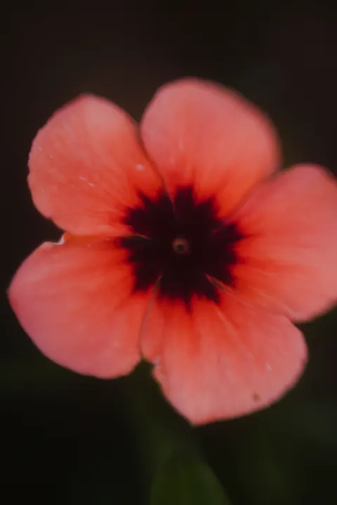 Petals Phone Wallpaper · petals · 1440×2160