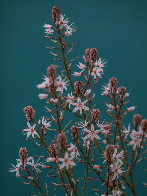 Petals Phone Wallpaper · petals · 1440×1920