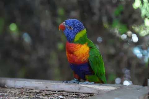 Sfondo Uccello Tropicale 4K · animals · 3840×2560