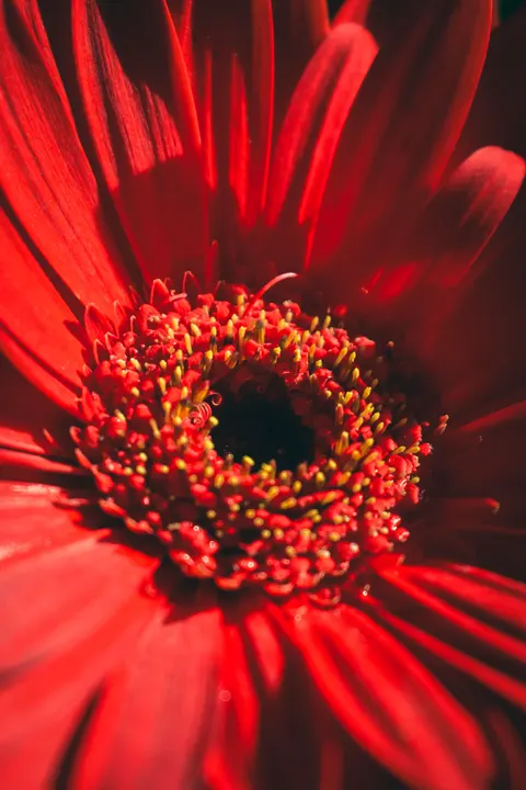 Petals Phone Wallpaper · petals · 1440×2160