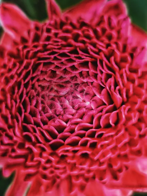 Petals Phone Wallpaper · petals · 1440×1920