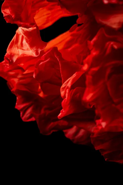 Petals Phone Wallpaper · petals · 1440×2160